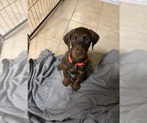 Medium Doberman Pinscher