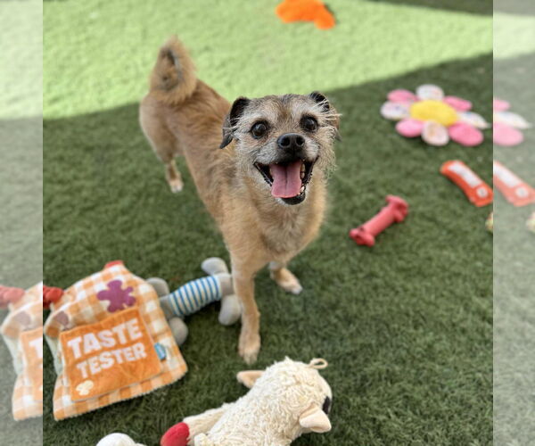 Medium Photo #1 Mutt Puppy For Sale in Phoenix, AZ, USA