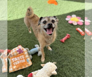 Mutt Dogs for adoption in Phoenix, AZ, USA