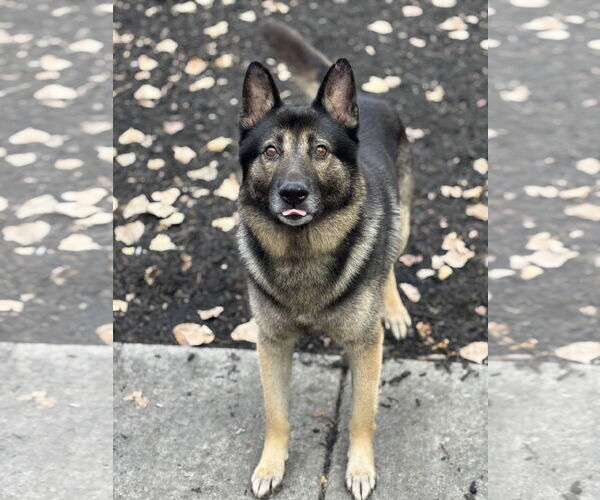 Medium Photo #1 German Shepherd Dog-Unknown Mix Puppy For Sale in Plainfield, IL, USA
