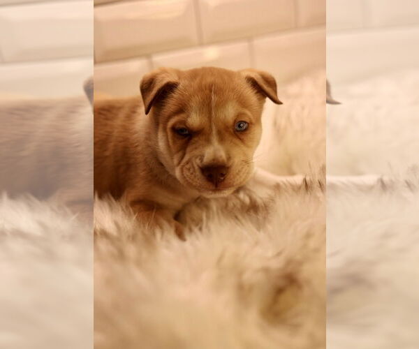 Medium Photo #3 Bulldog-Unknown Mix Puppy For Sale in Duluth, MN, USA