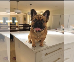 Father of the French Bulldog puppies born on 06/10/2026