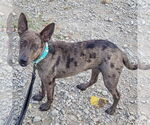 Small #3 Australian Kelpie-Rat Terrier Mix
