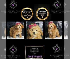 Poodle (Toy) Puppy for sale in WARSAW, IN, USA