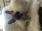 Small Photo #1 French Bulldog Puppy For Sale in EAST HAVEN, CT, USA