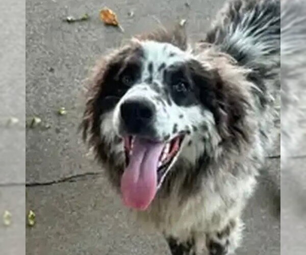 Medium Photo #1 Australian Shepherd-Unknown Mix Puppy For Sale in Canton, CT, USA