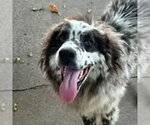 Small Australian Shepherd Mix
