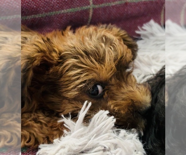 Medium Photo #17 Poocan Puppy For Sale in FAIR OAKS, CA, USA