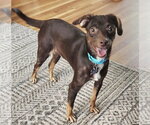Small #6 Chihuahua Mix
