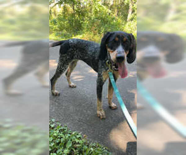 Medium Photo #3 Bluetick Coonhound Puppy For Sale in Oskaloosa, IA, USA