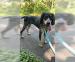 Small #2 Bluetick Coonhound