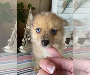 Pomeranian Puppy for sale in KERRVILLE, TX, USA
