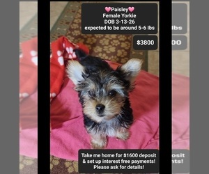 Yorkshire Terrier Puppy for sale in TUCSON, AZ, USA