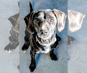 Beagle-Unknown Mix Dogs for adoption in Apple Valley, CA, USA