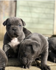 Cane Corso Puppy for sale in GRESHAM, OR, USA