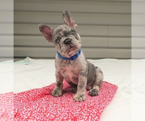 French Bulldog Puppy for sale in FRESNO, OH, USA