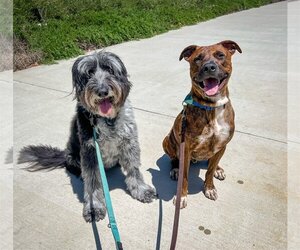 American Pit Bull Terrier-Labrador Retriever Mix Dogs for adoption in Newport Beach, CA, USA