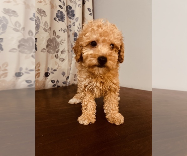 Medium Photo #2 Poodle (Toy) Puppy For Sale in DURHAM, CT, USA