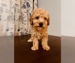 Small #1 Poodle (Toy)