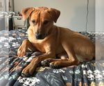 Small Photo #4 Labrador Retriever-Unknown Mix Puppy For Sale in Doylestown, PA, USA