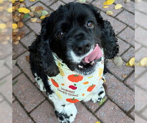 Molly - Female Cocker Spaniel Dog for Adoption - Photo #10