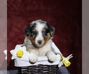 Australian Shepherd Puppy for sale in FREDERICKSBG, OH, USA