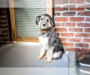 Benji - Male Aussiedoodle Miniature  Dog for Adoption - Photo #5