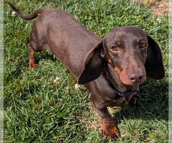 Medium Photo #4 Dachshund Puppy For Sale in Shelbyville, TN, USA