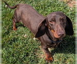 Small #3 Dachshund