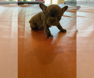 French Bulldog Puppy for sale in EAGLE CREEK, OR, USA