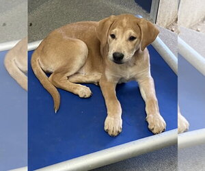 Mutt Dogs for adoption in Sterling, MA, USA