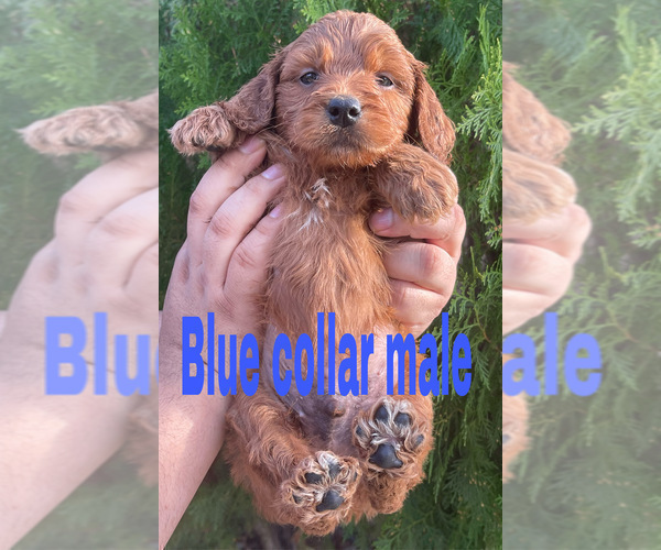 Medium Photo #2 Goldendoodle (Miniature) Puppy For Sale in BAKERSFIELD, CA, USA