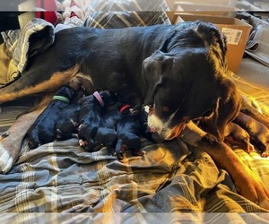 Greater Swiss Mountain Dog Puppy for sale in IRONDALE, MO, USA
