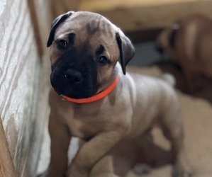 Boerboel Puppy for Sale in BOWIE, Maryland USA