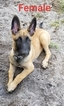 Small Photo #4 Belgian Malinois Puppy For Sale in NORTH PORT, FL, USA
