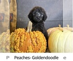 Litter of 6 - Male(s) and Female(s) GoldendoodleLitter of Puppies for Sale - Photo #2