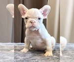 Small #4 French Bulldog