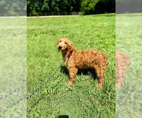 Medium Photo #2 Goldendoodle Puppy For Sale in Pacolet, SC, USA