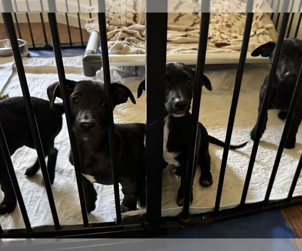Medium Photo #4 Dachshund-Italian Greyhound Mix Puppy For Sale in Arlington, WA, USA