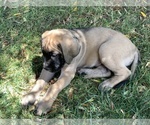Small Photo #2 Mastiff Puppy For Sale in TEMECULA, CA, USA