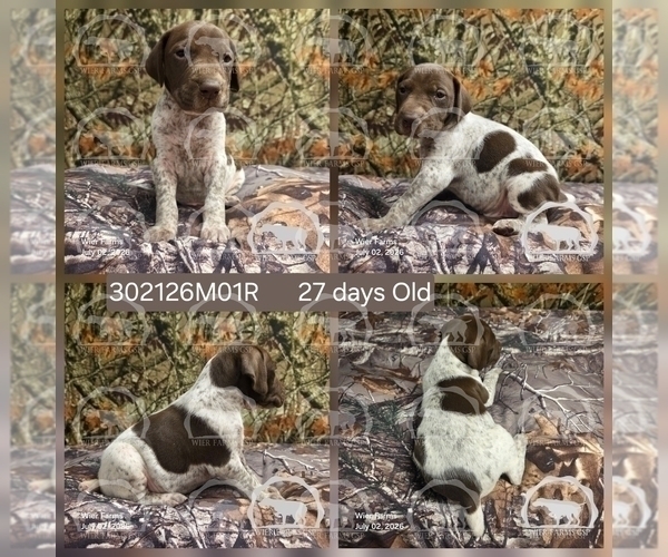Medium Photo #4 German Shorthaired Pointer Puppy For Sale in MOYIE SPRINGS, ID, USA