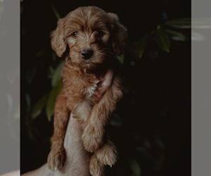 Golden Retriever-Goldendoodle Mix Puppy for sale in LAKE STEVENS, WA, USA
