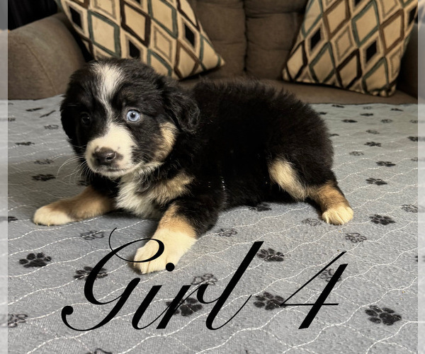 Medium Photo #9 Australian Shepherd Puppy For Sale in SALISBURY, NC, USA
