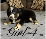 Small #8 Australian Shepherd