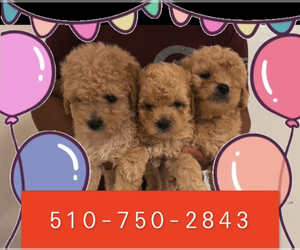 Poodle (Toy) Puppy for sale in SAN JOSE, CA, USA