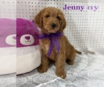 Litter of 7 - Male(s) and Female(s) GoldendoodleLitter of Puppies for Sale - Small photo