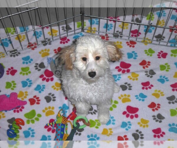 Medium Photo #4 Cavapoo-Poodle (Miniature) Mix Puppy For Sale in ORO VALLEY, AZ, USA