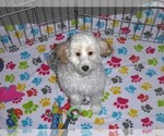 Small #3 Cavapoo-Poodle (Miniature) Mix
