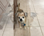 Small #1 Mutt