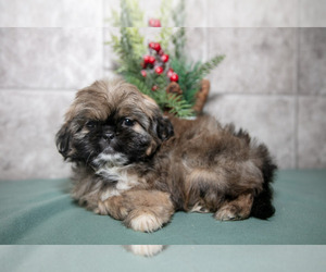 Medium Shih Tzu